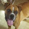 Boxer_Luver