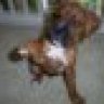 boxer_buddy