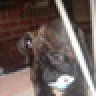fat-cat