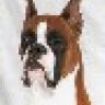 <BOXER>