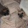 Laila/Cujo