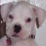Lucydog