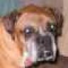 Boxer_Mom
