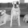 2whiteboxers