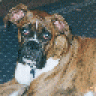 NewBoxerFan