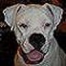 white_boxer