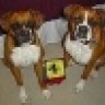 boxergirl415