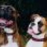 2dogsmom