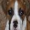Brutis Brown
