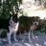 dorloff