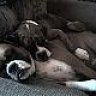 iluvjoeboxer