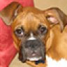 BoxerMamma99