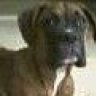 GeminiBoxer