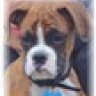 RockyBlueDog