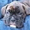 CoopersDaddy