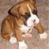 Devil_Boxer