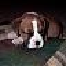 223boxermom