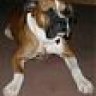hagansboxers