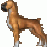 boxerdrool