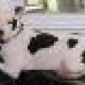 Moo'sMomma