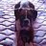 Boxer_Luv_NM