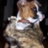 Roscoe Boy