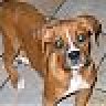 MaBoxer