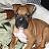 our1stboxer