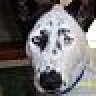 friend4Koda