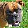 Maggs