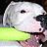 Snoopy_9104