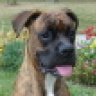 BoxerLover23