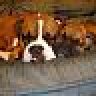 myboxerbabys