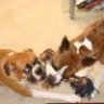 boxersinapod