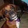 sophiedog