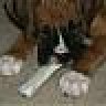 duketheboxer