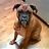 cooperdog