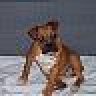 loveourboxer