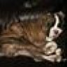 Chstnts Paw