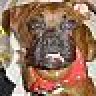 Jixxerpup