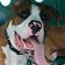 fawnmolson