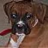 HtownBoxer