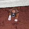 boxer_guy_b