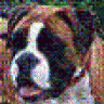 HollyThe Boxer