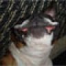 nitrofunnydog