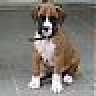 fawnflasher