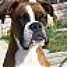 MustLuvBoxer