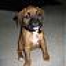 CarliePuppy