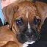 Toby Bear NJ