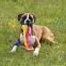 boxerbax